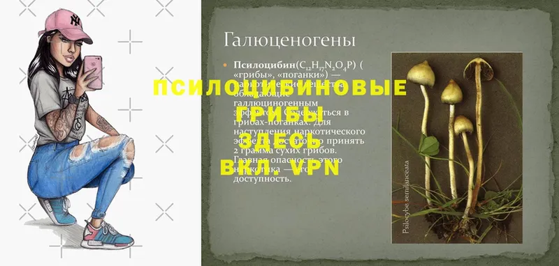 Псилоцибиновые грибы мухоморы  магазин продажи   Вязники 