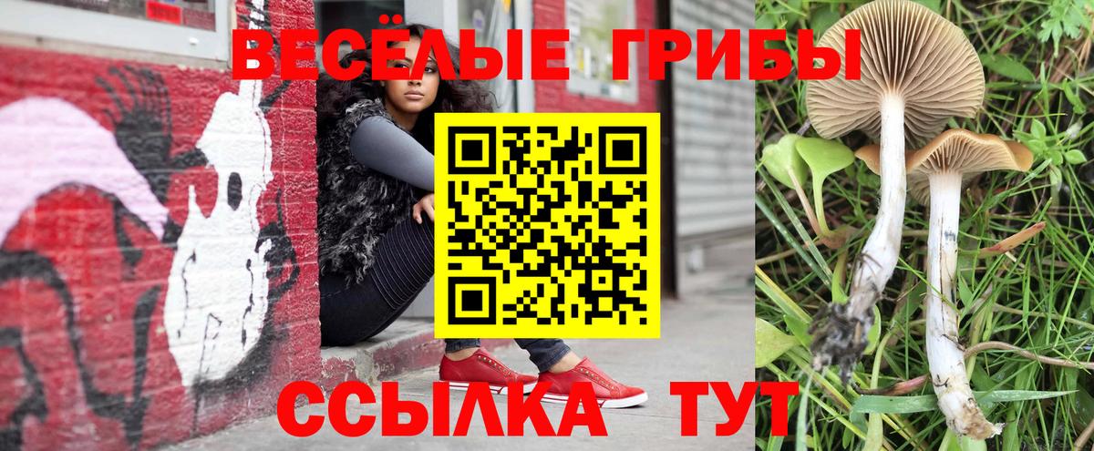 Псилоцибиновые грибы Cubensis  Вход с VPN  Вязники  Псилоцибиновые грибы Psilocybe 